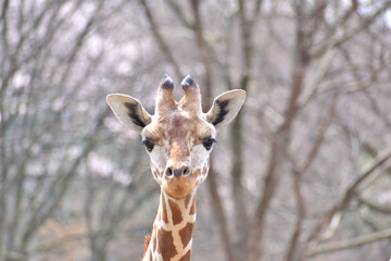 Naklejka premium 多摩動物公園