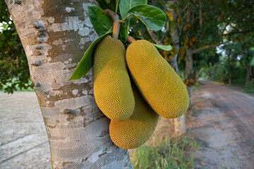 Three Jackfruits in the tree in the afternoon Golden sunlight Natural view