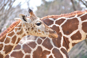 Obraz premium 多摩動物公園