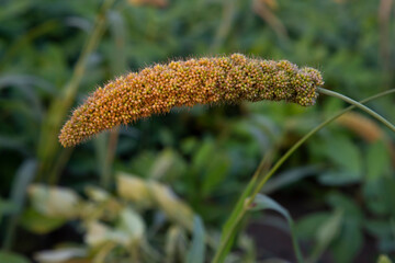 Ripe millet crops in the fields  with the blurry background