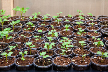 Young cabbage seedlings in a greenhouse.