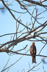 Black kite Milvus migrans on a tree. Dakar. Senegal.