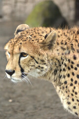 多摩動物公園