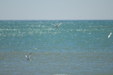 Sandwich terns Sterna sandvicensis fishing. Dakar. Senegal.