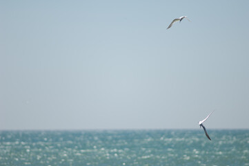 Sandwich terns Sterna sandvicensis fishing. Dakar. Senegal.