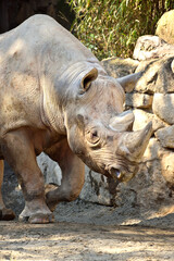 Naklejka premium 上野動物園