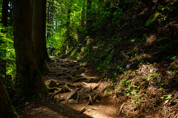 木の根の露出した登山道のイメージ