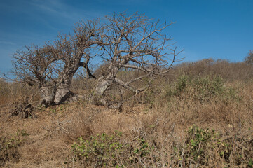 Dwarf baobab tree Adansonia digitata. Sarpan Island. Iles de la Madeleine National Park. Dakar....