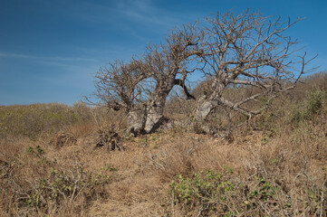 Dwarf baobab tree Adansonia digitata. Sarpan Island. Iles de la Madeleine National Park. Dakar. Senegal.