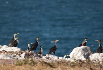 Great cormorants Phalacrocorax carbo in Sarpan Island. Iles de la Madeleine National Park. Dakar....
