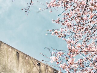 青空と春風に揺られる桜