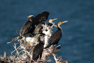Great cormorants Phalacrocorax carbo on a tree. Sarpan Island. Iles de la Madeleine National Park. Dakar. Senegal.