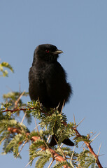 Fork-tailed Drongo (Dicrurus adsimilis) Kgalagadi Transfrontier  Park, South Africa