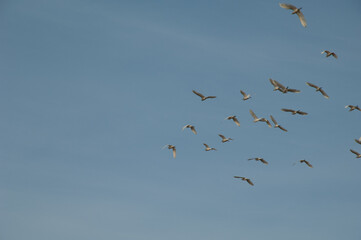 Cattle egrets Bubulcus ibis in flight. Dakar. Senegal.