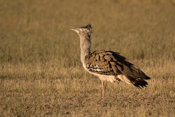  Kori bustard