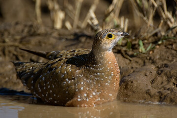 Burchell's Sandgrouse