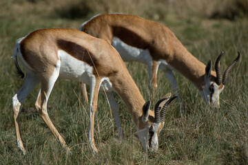 03-Springbok