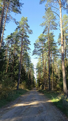 Fototapeta na wymiar Forest path natura