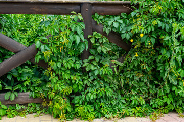 ancient wooden fence overgrown with grass and leaves