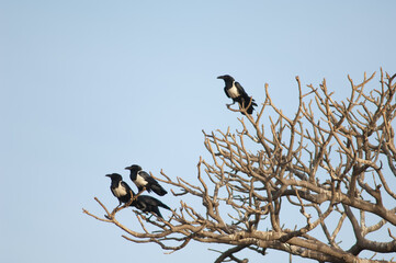 Pied crows Corvus albus on a communal roost. Dakar. Senegal.