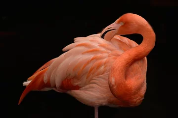 Wandaufkleber rosa flamingo © MEGA