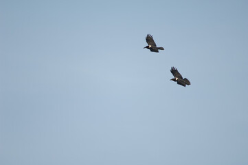 Pied crows Corvus albus in flight. Dakar. Senegal.