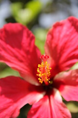red hibiscus flower