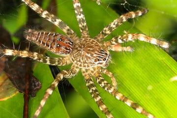 macro of a spider in Thailand