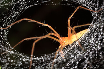 macro of a spider in Thailand