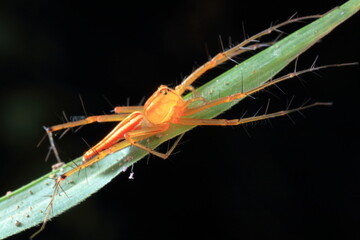 macro of a spider in Thailand