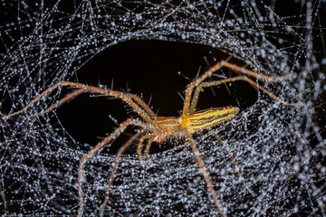 macro of a spider in Thailand