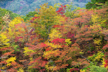 Fototapeta na wymiar autumn colors in the forest naruko gorge Japan