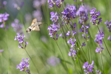 Little Hummingbird hawkmoth hovering in a purple field of lavender, macroglossum stellatarum