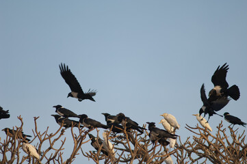 Pied crows Corvus albus and cattle egrets Bubulcus ibis on a communal roost. Dakar. Senegal.