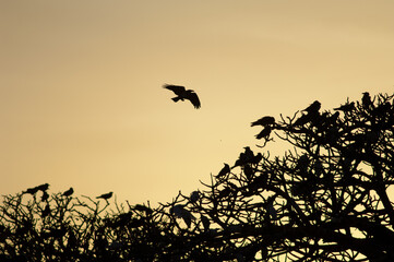 Pied crows Corvus albus on a communal roost at sunset. Dakar. Senegal.