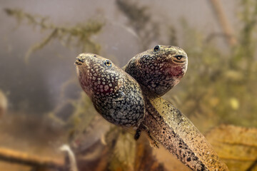 Two tadpoles of grass frog present themselves like best friends forever in best shape, rana...