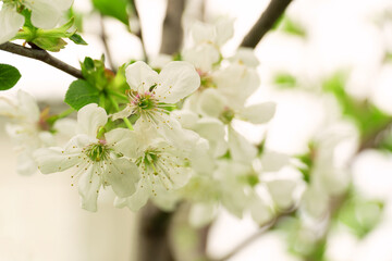 Apricot branch with white flowers on a light