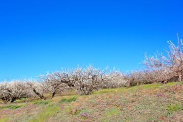 全盛期の梅林