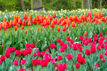 Beautiful Tulip flower in bloom, multiple colors - red, orange, pink, white. Formal garden Keukenhof, Netherlands.