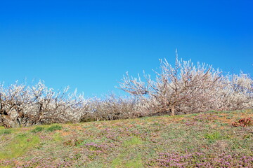 全盛期の梅林