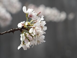 日本の川近くに咲いている桜