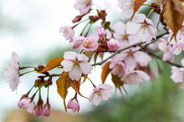 Blooming branches of the sakura tree closeup. Wild cherry blossoms with pink petals in the garden or park	