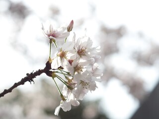 日本の川近くに咲いている桜