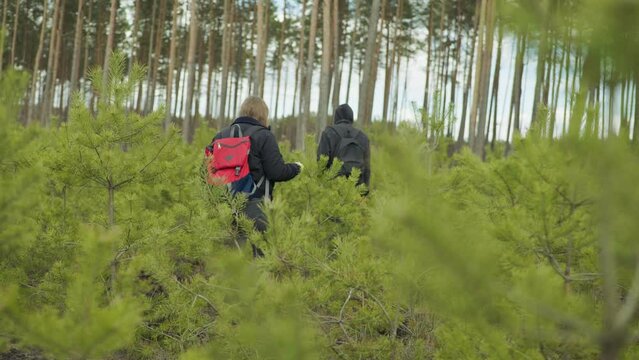 a man and a woman walk through a freshly planted pine and spruce forest