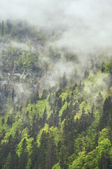 Dramatic fog over green forest and dark mood in the mountains - Königssee Alps