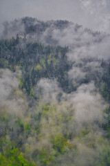 Dramatic fog over green forest and dark mood in the mountains - Königssee Alps