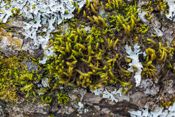 Tree branch overgrown with moss. Close up moss texture