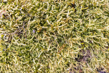 Close up of Moss on tree. Nature life background. Close Up of Tree Bark with Moss