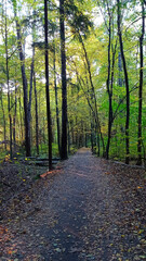 Obraz premium Autumn, path, forest, trees