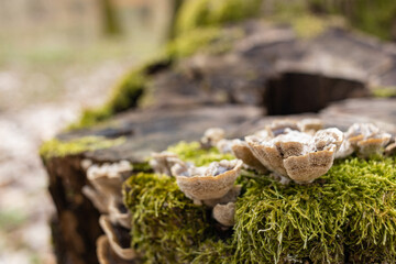 The stump is overgrown with moss. There are mushrooms growing on the beautiful stump. Close-up of a cutted mossy tree